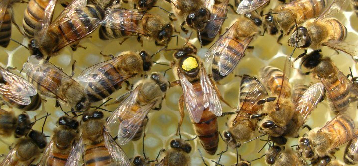 The Mechanics of Pellet-Carrying Honey Bees